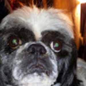 Meet your Posher, Regina